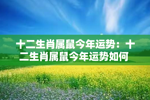 十二生肖属鼠今年运势：十二生肖属鼠今年运势如何 