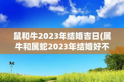 鼠和牛2023年结婚吉日(属牛和属蛇2023年结婚好不好)