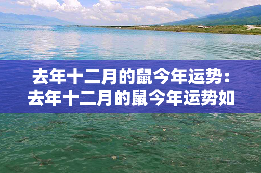 去年十二月的鼠今年运势：去年十二月的鼠今年运势如何 