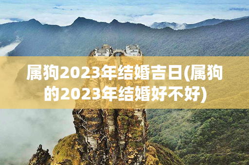 属狗2023年结婚吉日(属狗的2023年结婚好不好)