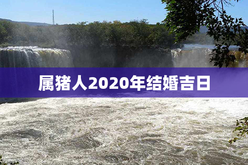 属猪人2020年结婚吉日