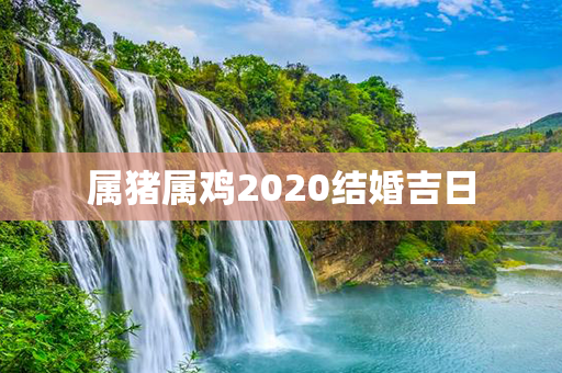 属猪属鸡2020结婚吉日