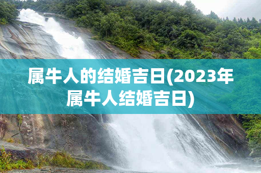 属牛人的结婚吉日(2023年属牛人结婚吉日)