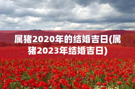 属猪2020年的结婚吉日(属猪2023年结婚吉日)