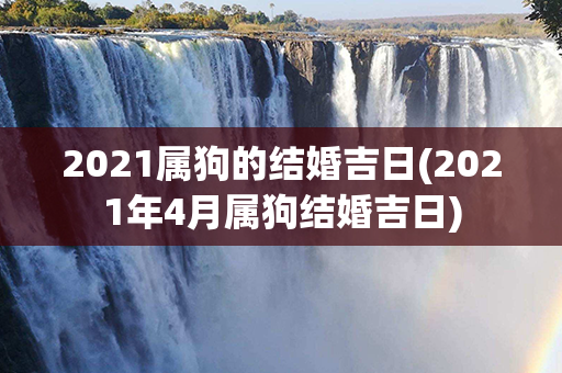 2021属狗的结婚吉日(2021年4月属狗结婚吉日)