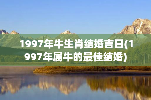 1997年牛生肖结婚吉日(1997年属牛的最佳结婚)