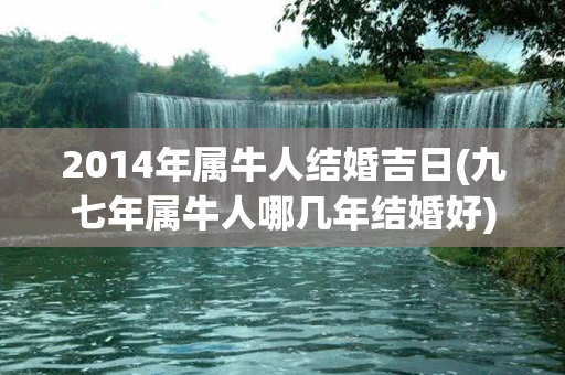 2014年属牛人结婚吉日(九七年属牛人哪几年结婚好)